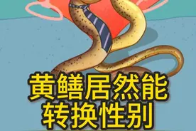 黄鳝居然可以转换性别 #动物科普 #有趣的知识又增长了 #轻漫计划 #万物皆可达#三农流量扶持计划视频封面