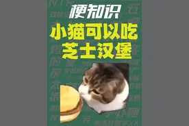 【梗知识】小猫可以吃芝士汉堡 #热点 #猫