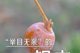 为什么随处可见的银杏，竟是“举目无亲”的濒危植物？ #植物科普 #一日一植物 #科普一下 #银杏 #白果视频封面
