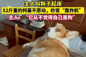 主人：我们家这只52斤的柯基从不觉得自己是狗...#惊呆了 #狗子成精了 #萌宠 #柯基 #狗子的迷惑行为视频封面