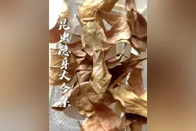 带你认识昆虫界隐身高手 #昆虫 #昆虫世界 #昆虫隐身术