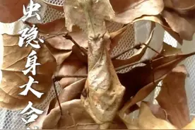 带你认识昆虫界隐身高手 #昆虫 #昆虫世界 #昆虫隐身术