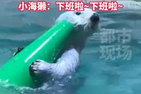 海獭演出结束后，主动帮饲养员收拾道具，小海獭：下班啦~下班啦~#海獭 #可可爱爱 #万物皆有灵性视频封面