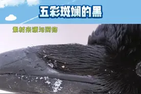 谁说没有五彩斑斓的黑了！#乌鸦#五彩斑斓的黑 #万万没想到