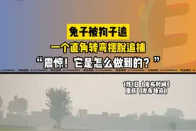 怪不得说兔子遛狗，这是真的不好捉啊！视频封面