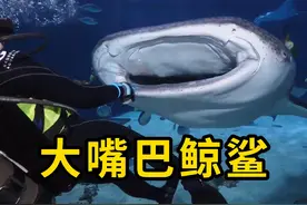 巨大嘴巴鲸鲨，人类非常友好！ #鲸鲨 #科普 #涨知识视频封面