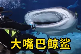 巨大嘴巴鲸鲨，人类非常友好！ #鲸鲨 #科普 #涨知识视频封面