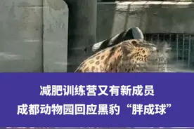 减肥训练营又有新成员，成都动物园回应黑豹“胖成球”：已安排减肥#成都动物园 #关爱动物 #动物园 #权威解读视频封面