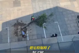 擅自砍树？罚！红谷滩区玉禾田环境工程有限公司负责人表示将立即整改，尽快补种树木。关注👉@政法报道#玉禾田#砍树#抖音小助手#江西dou知道 视频封面