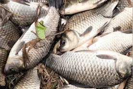 冬天时大鲫鱼和小鲫鱼哪个好钓？#大鲫鱼和小鲫鱼的摄食习性对比视频封面