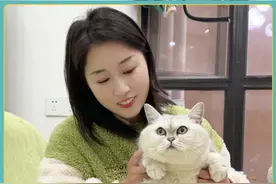 喂养快30斤的银渐层，真的是一辆小猫车！ 宝们看配餐和选宠物用品看这里@阿倩(疯铲姐妹) #万物可爱计划 #银渐层 #猫咪肥胖 #科学养宠 #猫咪的迷惑行为 @DOU+小助手