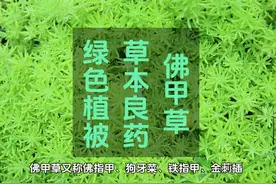 佛甲草：草本良药与绿色植被 #草本植物 #出门逛春天 #中草药视频封面