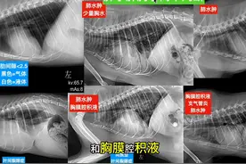 猫肺水肿胸水简单判读方法 #兽医 #宠物医生 #犬猫影像学视频封面