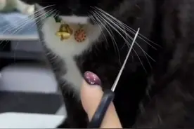 2月16日报道，通乳师拿猫咪胡须给女子“古法通乳”，乳腺没畅通“猫须”进乳管，医生：缩进乳头2厘米深，只能手术