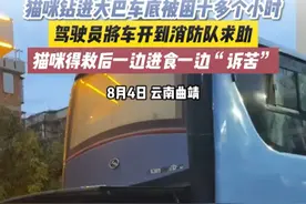 描咪站进大巴车底被困十多个小时 驾驶员将车开到消防队求助 猫咪得救后一边进食一边“诉苦”#猫咪 #营救猫咪 #大橘为重 #蓝朋友的日常 （来源：@掌上春城 ）视频封面