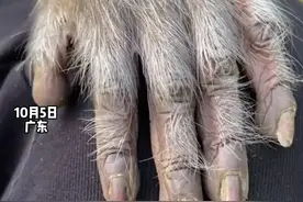 原来猴子的手和人类的这么相像！#猴子  #自然视频封面
