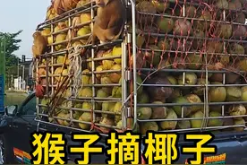 猴子摘椰子，一项非常传统的生产方式！ #猴子摘椰子 #科普 #涨知识视频封面