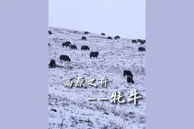 你们知道牦牛为什么生活在高原地区吗? #高原之舟牦牛 #牦牛 #高原地区 #牧区风景视频封面