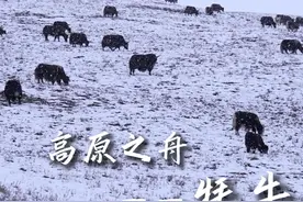 你们知道牦牛为什么生活在高原地区吗? #高原之舟牦牛 #牦牛 #高原地区 #牧区风景视频封面
