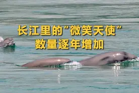 #长江里的微笑天使 ，数量逐年增加！#湖北完成超万个长江入河排污口整治视频封面
