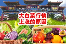 降雨+冰雹使坝上大白菜减产严重，近期产地市场价格同步上涨视频封面