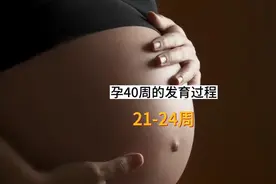 怀孕21-24周胎儿的发育过程#胎儿 #孕育 #孕期 #胎儿发育视频封面