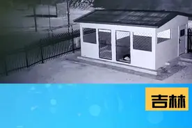东北虎深夜下山 是觅食还是遛弯视频封面