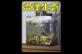历经200天打造沼泽生态缸，养一种原生斗鱼，太好玩太有趣