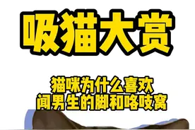 猫为什么喜欢闻胳肢窝和脚#猫咪的迷惑行为 #傻猫本猫 #萌宠 #喵星人 #猫咪 