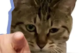 猫为什么喜欢闻胳肢窝和脚#猫咪的迷惑行为 #傻猫本猫 #萌宠 #喵星人 #猫咪 