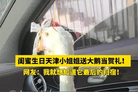 闺蜜生日天津小姐姐送大鹅当贺礼！网友：我就想知道它最后的归宿 ！#天津 #生日礼物 #创意 #大鹅花束 视频来源：@刘小乖吖！视频封面