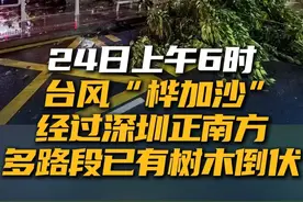 9月24日上午6时，台风“桦加沙”经过深圳正南方，深视新闻记者在全市多个路段已发现有树木折损、倒伏情况。24日凌晨至上午是风雨最强时段，提醒广大市民居家避险，非必要不外出！#台风桦加沙  #树木倒伏