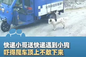 3月7日广东湛江，快递小哥送快递遇到小狗，吓得爬车顶上不敢下来视频封面