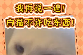 各单位注意，不要让白猫吃东西，不要让白猫吃东西！ 要吃就躲起来偷偷吃吧，乖乖。#白猫 #白猫吃玉米 #养猫的应该都懂吧 #鬼迷日眼的猫 #新手养猫 @DOU+小助手
