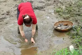 在野外泥泞的鱼塘里捕捉了大量贻贝，挑到集市售卖很受欢迎视频封面