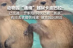 动物园“通缉”越狱卡皮巴拉：已出逃一个多月 同伙已被“抓获”  有目击者提供线索 就在园区附近视频封面