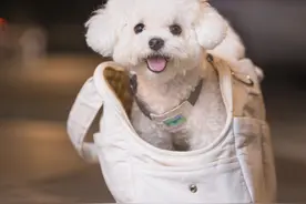 不能下地遛那我们就做背包小狗!! 在杭州西湖偶遇的一只小比熊 超级可爱!!#比熊 #宠物摄影 #萌宠出道计划 #抖in萌宠计划视频封面