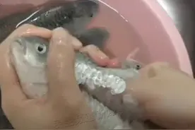 1月9日，河南信阳，大学生徒手杀鱼去鱼鳞，手法熟练干净利落脆，“这操作真的太秀了” 素材来源@午苦（徒手杀鱼版） #杀鱼技术 #大学生 #做饭日常视频封面