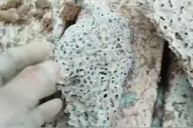 大哥用挖机挖到“白色宫殿”。“洞越挖越大 还找到了蚊后!网友:白蚁可是害虫赶紧除掉!#奇闻异事 #白蚁 #震惊了视频封面