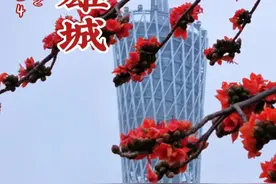 英雄花开英雄城，广州市花---木棉花又称“英雄花”，花红似火，如英雄般顶天立地，这个三月已经开遍了这座南方英雄之城#英雄花开英雄城 #花城广州 #广州木棉花 #陵园西路 #一朵花一座城视频封面