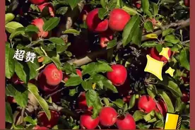 为啥咱南方没有苹果树⁉️太奇怪了❗️
南方果树这么多，为什么偏偏很少看到有苹果树呢？
这个原因，看完这个视频，你就懂了。#苹果树 #南方苹果 #适合南方种的苹果视频封面
