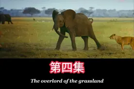 勇敢的亚成年小象单挑狮群还把狮子都赶走了 #大象 #狮子 #猎豹视频封面