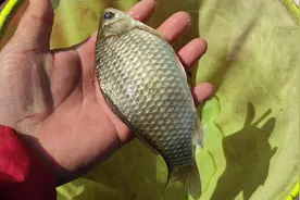 开春钓鲫鱼的饵料搭配方法，简单又好用，大鲫鱼不停地咬钩视频封面