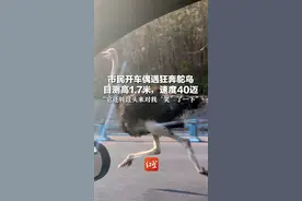 市民开车偶遇狂奔鸵鸟 目测高1.7米，速度40迈 “它还转过头来对我‘笑’了一下”视频封面