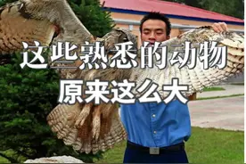 这些熟悉的动物，真实体型原来有这么大！ #神奇动物在这里视频封面