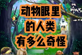 在动物眼中，人类有多么奇怪
