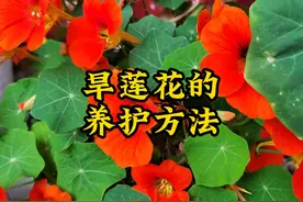 旱莲花的养殖方法，做好6件事，养成大花球，开花不断视频封面