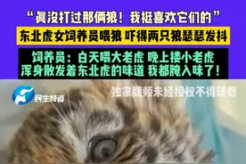 4月10日，河南濮阳，“真没打过那俩狼！我挺喜欢它们的”，东北虎女饲养员喂狼 吓得两只狼瑟瑟发抖，饲养员：白天喂大老虎 晚上搂小老虎，浑身散发着东北虎的味道 我都腌入味了！#河南dou知道 #饲养员养东北虎像撸猫一样简单 #东北虎