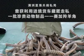 满洲里海关缉私局打击走私珍贵动物制品——一批赛加羚羊角。 满洲里海关缉私局查获利用进境货车藏匿走私珍贵动物制品，现场查扣藏匿于2辆进境货车车厢底部及驾驶舱多个暗格内的赛加羚羊角一批。#满洲里 #缉私 #货车 #羚羊 #保护动物视频封面