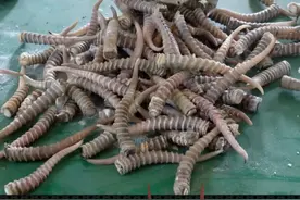 满洲里海关缉私局打击走私珍贵动物制品——一批赛加羚羊角。 满洲里海关缉私局查获利用进境货车藏匿走私珍贵动物制品，现场查扣藏匿于2辆进境货车车厢底部及驾驶舱多个暗格内的赛加羚羊角一批。#满洲里 #缉私 #货车 #羚羊 #保护动物视频封面